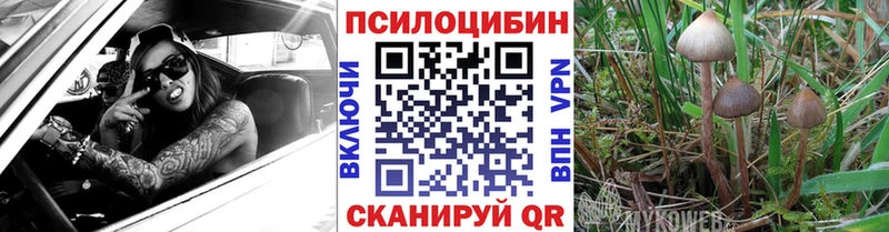 Галлюциногенные грибы Psilocybe Карасук